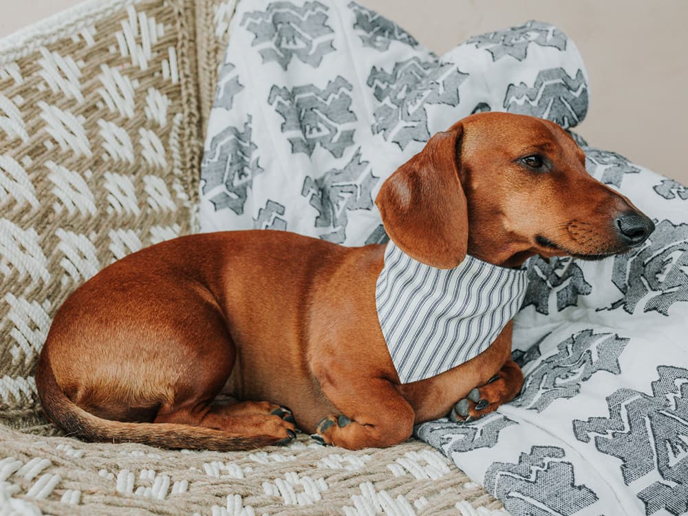 How to Stay On Top of Canine Melanoma So It’s Not On Top of Your Dog’s Skin