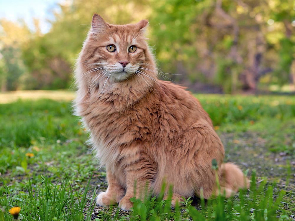 American Bobtail cat