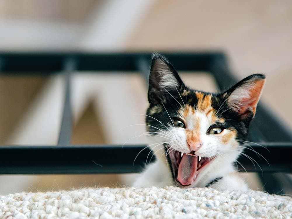 Your Cat is Probably a Psychopath, Study Says