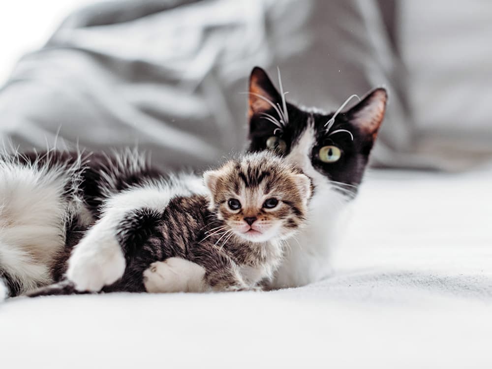 How to Introduce a Kitten to an Older Cat