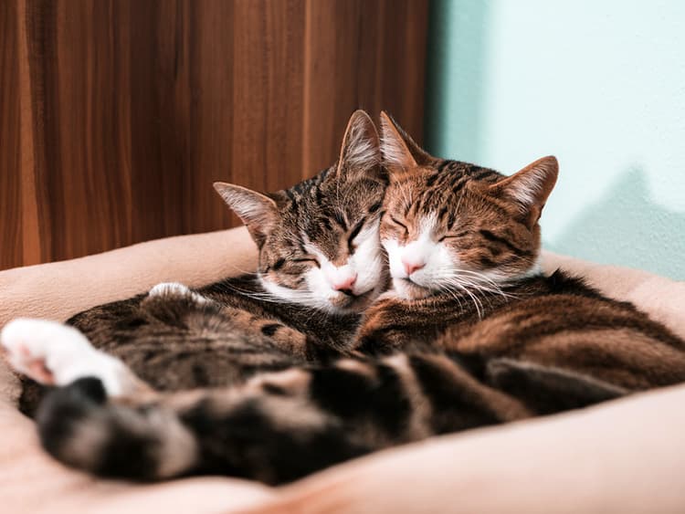 What Are Cat Pheromones and How Do They Work?