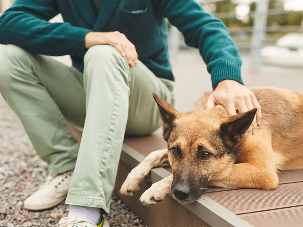 What Does It Mean to Surrender a German Shepherd?