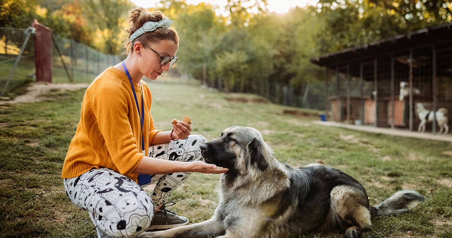 Where to Adopt a Pet