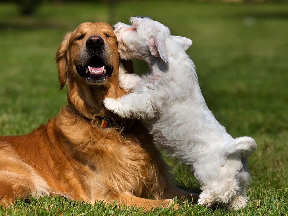 Should You Get a Second Dog?