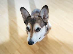 Why Is My Dog Suddenly Afraid to Go Outside?