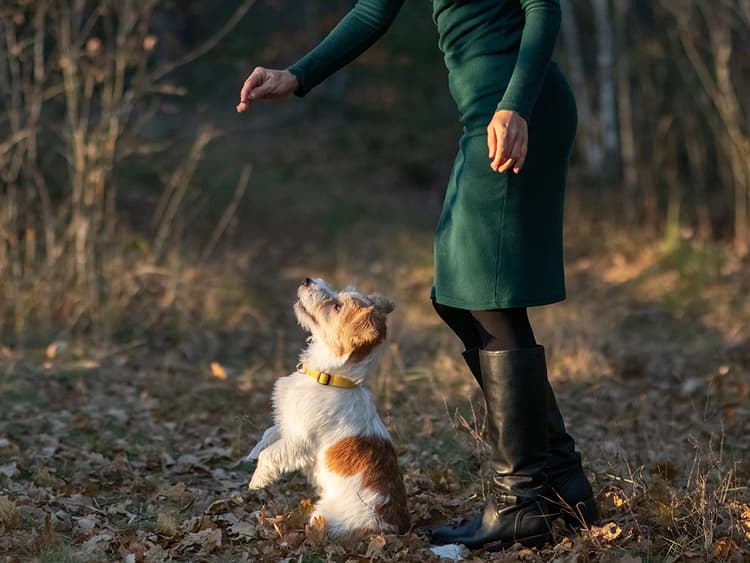 Train Your Dog to Spin With This Guide