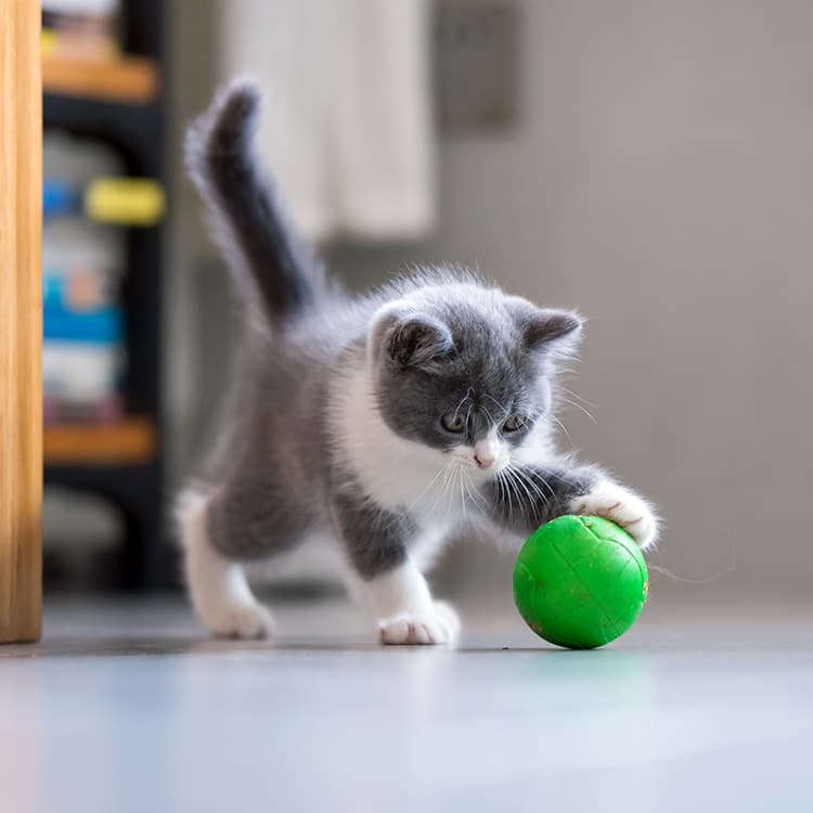 Cats Can’t Stand These Textures—They Have Very Sensitive Paws