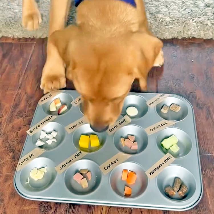 Do You Know Your Dog’s Favorite Foods? Try This Viral DIY Test to Find Out