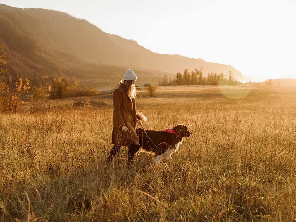 Unraveling the Grain-Free Dog Food Debate: Examining the Potential Link to Canine Heart Disease
