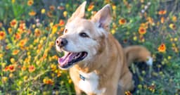 100+ Unique Dog Names for Your New Pup