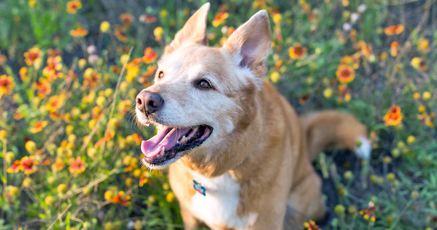 100+ Unique Dog Names for Your New Pup