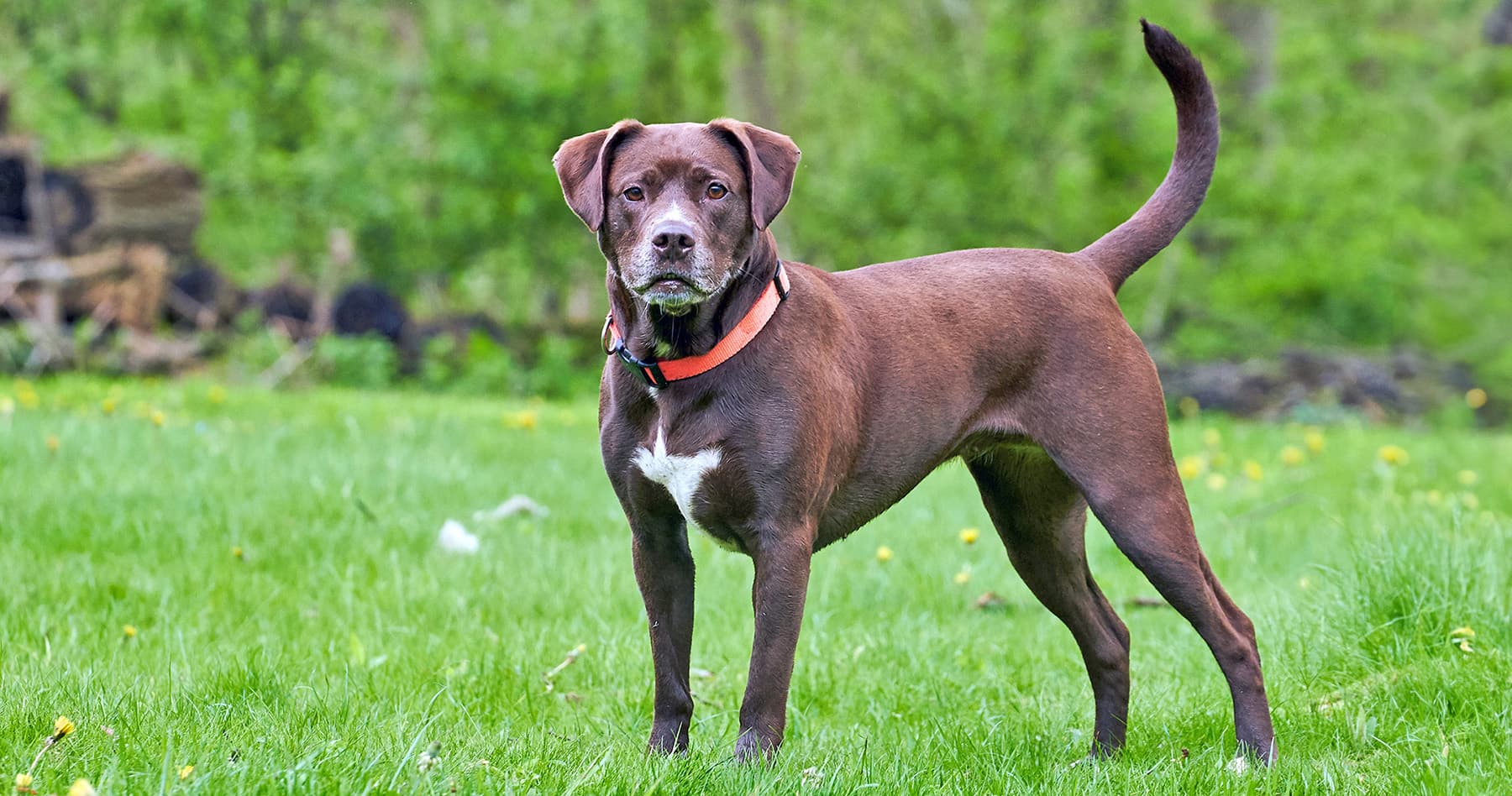 Labrabull: What to Know Before Adopting