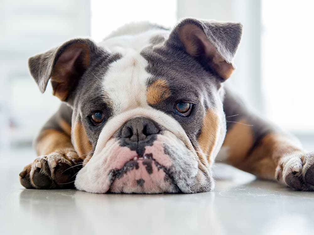 Do English Bulldogs Face Extinction?