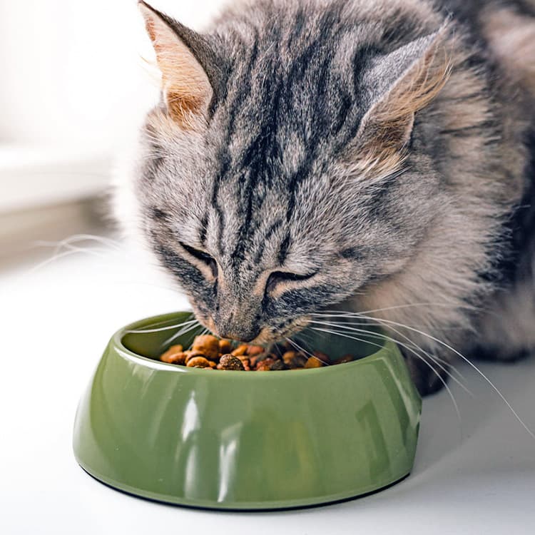 Does Grain-Free Pet Food Put Your Cat at Risk for Heart Disease?
