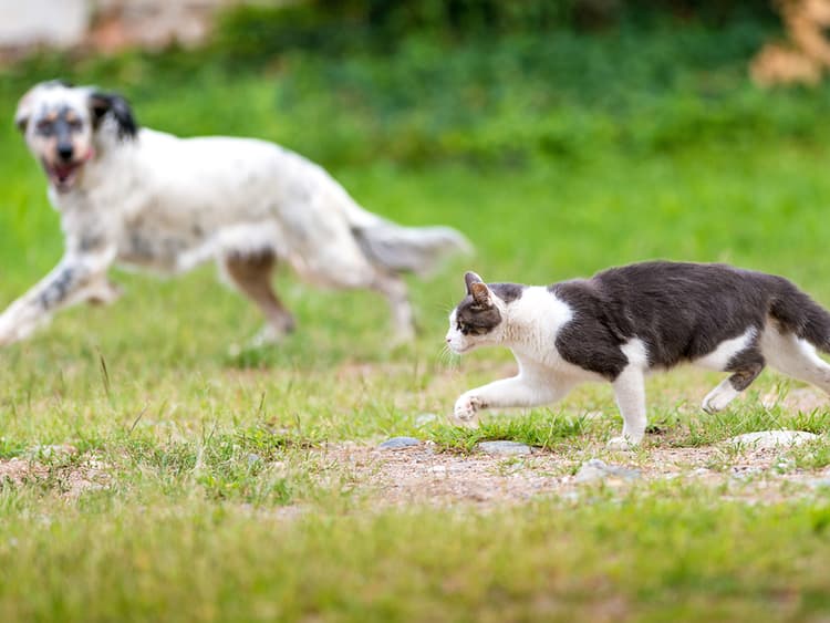 Why Are Cats More Flexible Than Dogs?