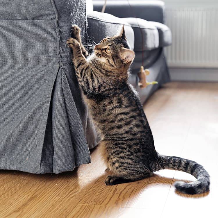 Having This In Your Home Will Make Your Cat Scratch More, New Study Says
