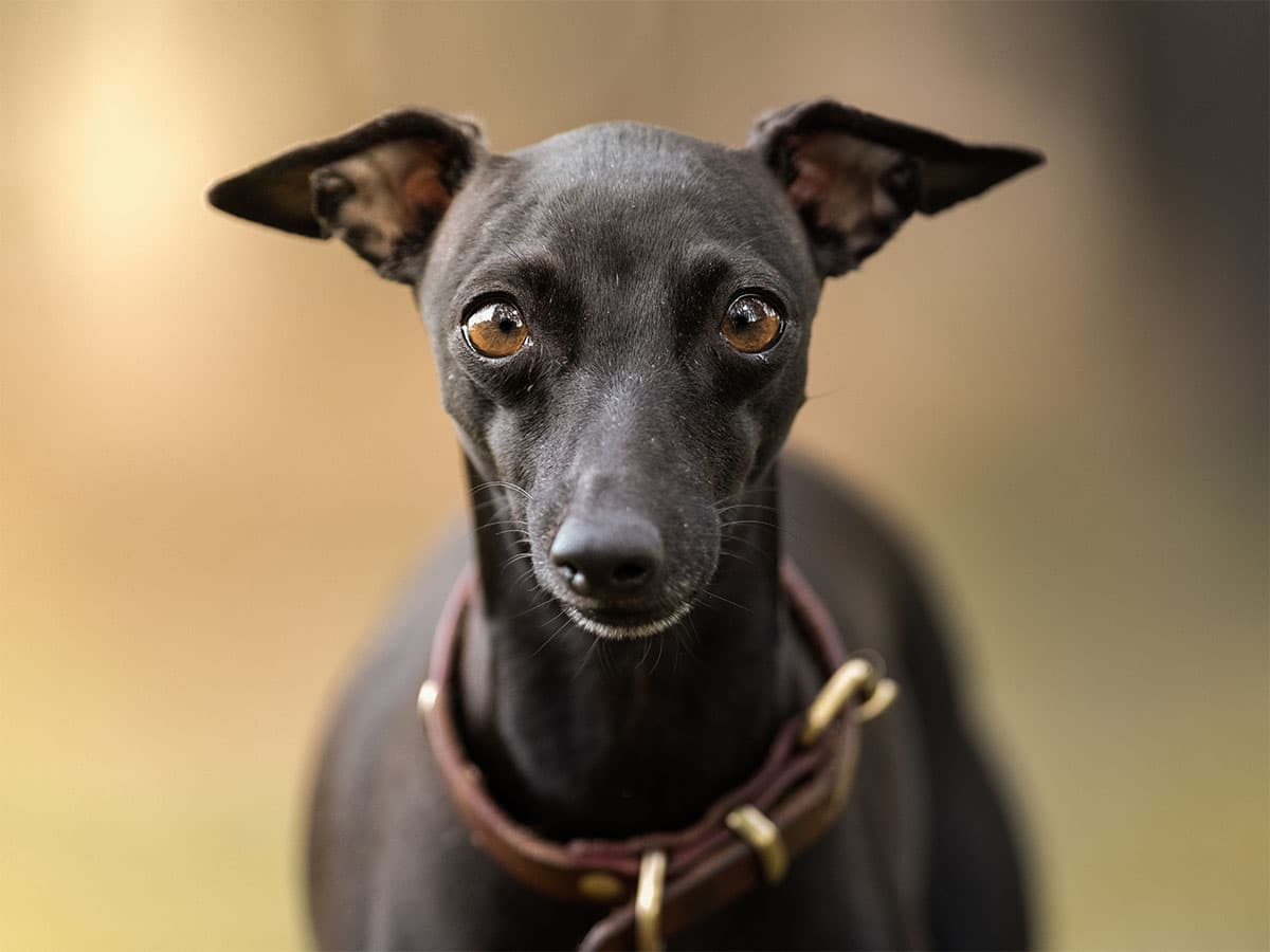 Black whippet or italian greyhound-like dog with leather collar, close up