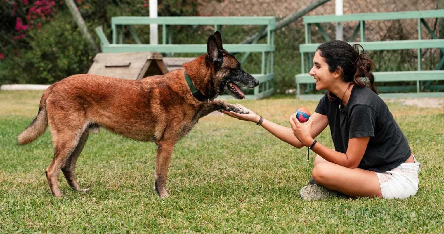 What Is ‘Fear Free’? (And Why This Matters When Adopting a Pet)
