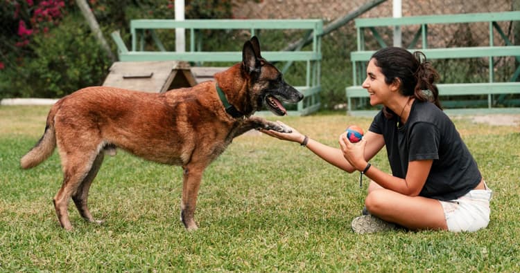 What Is ‘Fear Free’? (And Why This Matters When Adopting a Pet)
