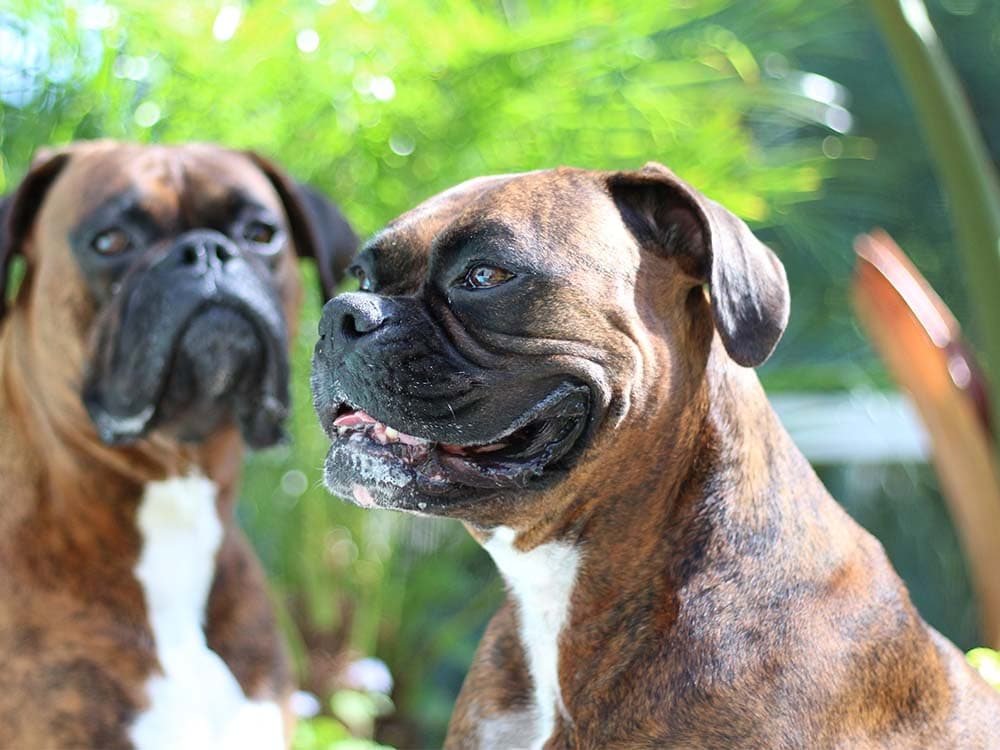 Boxer