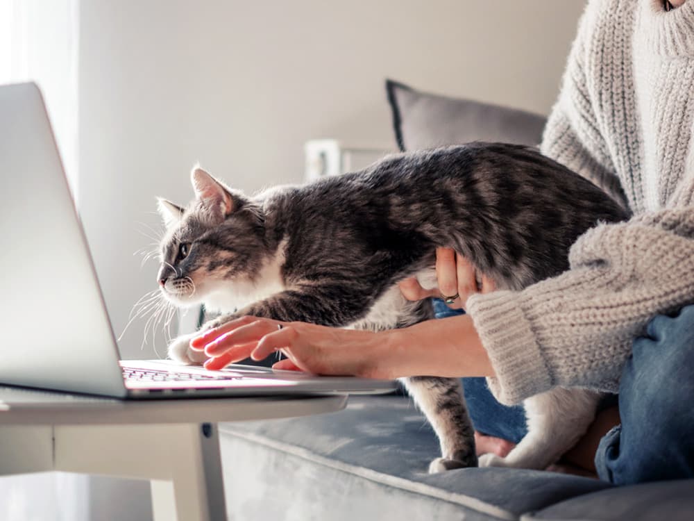 Cats Associate Words With Images Faster Than Babies, New Study Finds