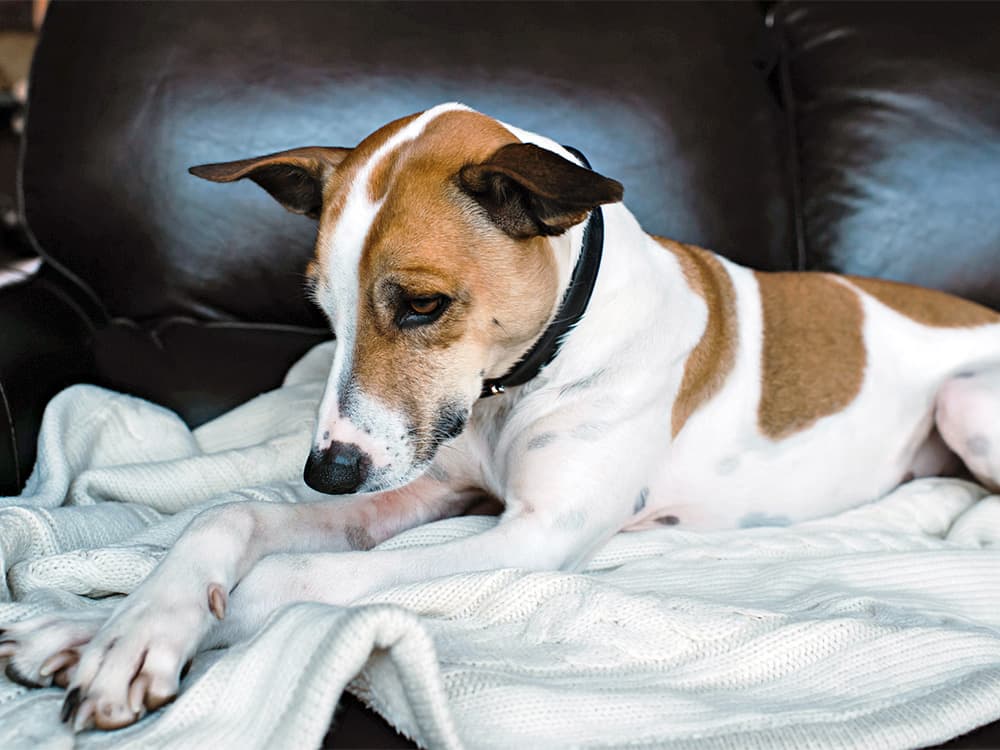 How to Stop Your Dog From Marking in the House