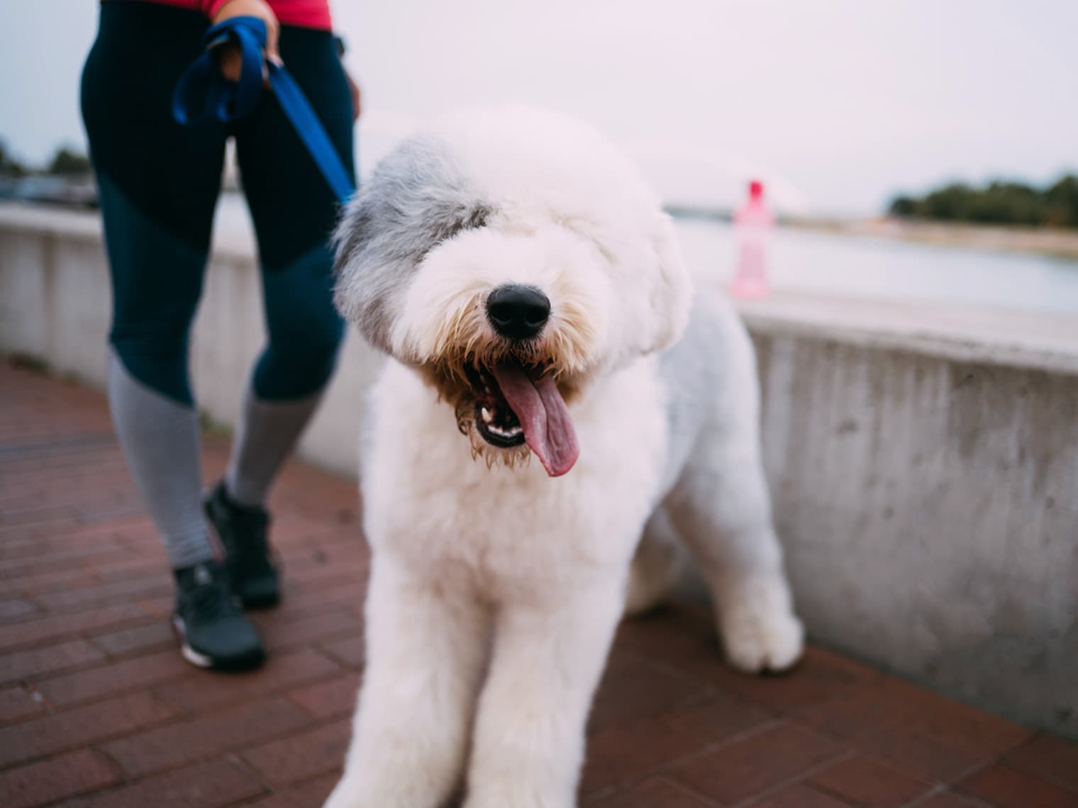 Old English Sheepdog