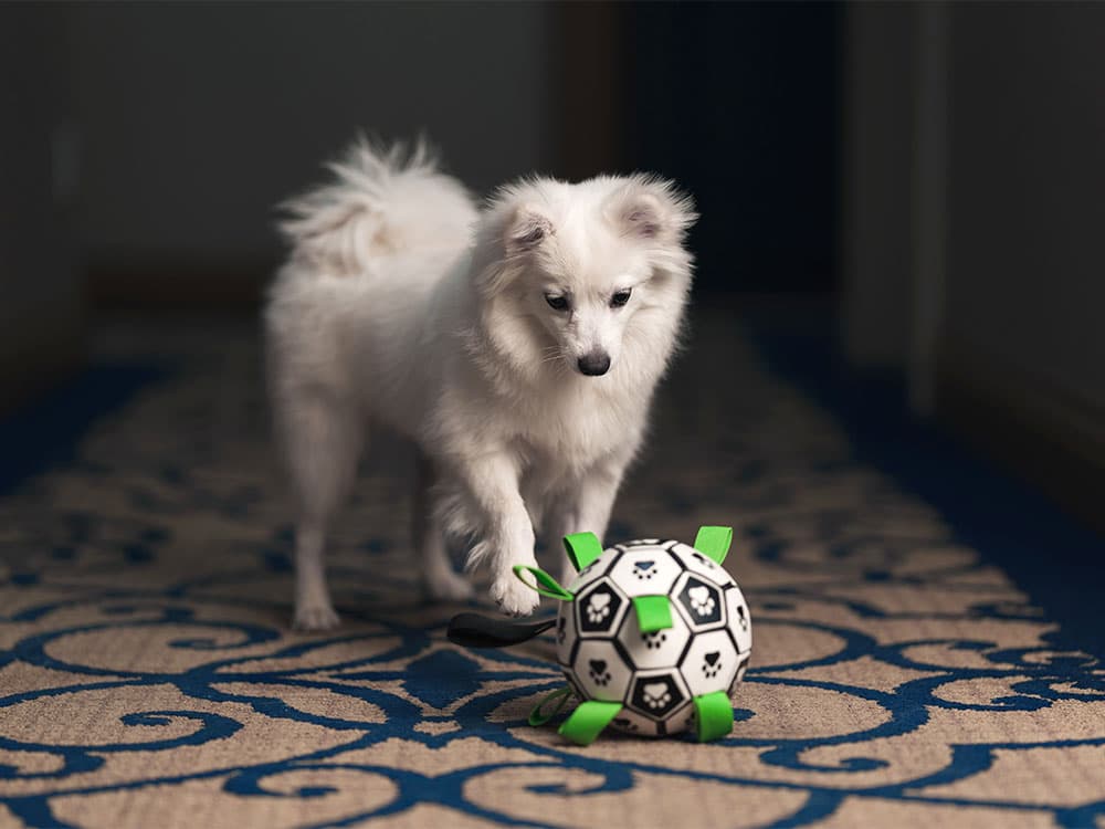 American Eskimo Dog
