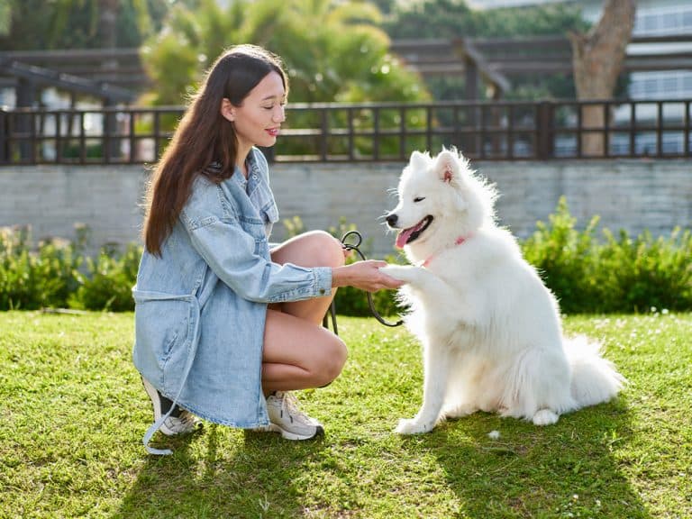 12 White Dog Breeds (And How to Keep Them Looking White)