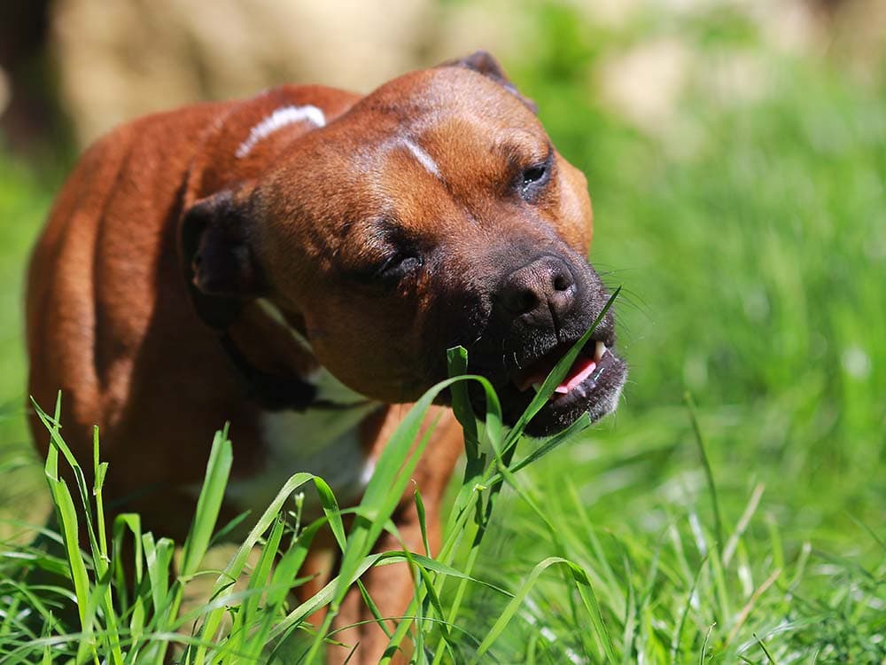 15 Things You Think Are Toxic for Dogs — But Actually Aren’t