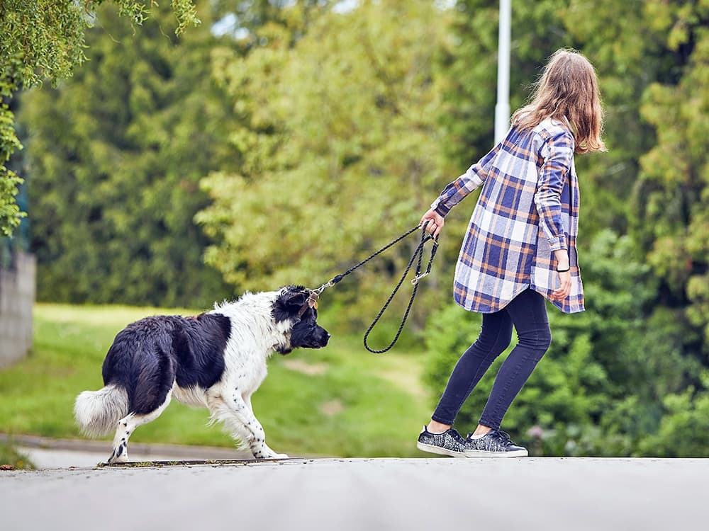 Why Your Dog Suddenly Refuses to Move in the Middle of a Walk