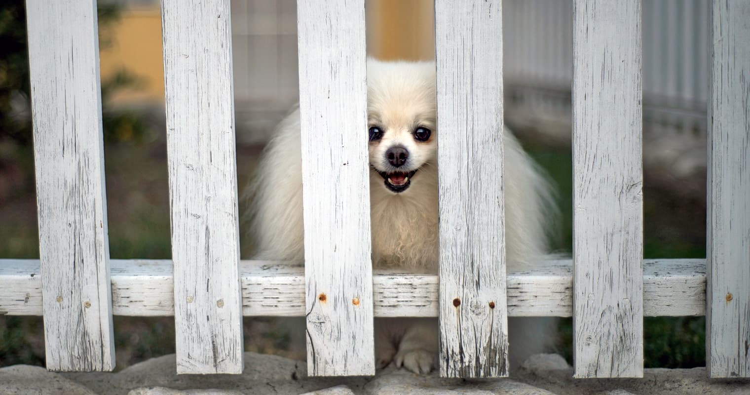 What Type of Dog Fence Should I Get?
