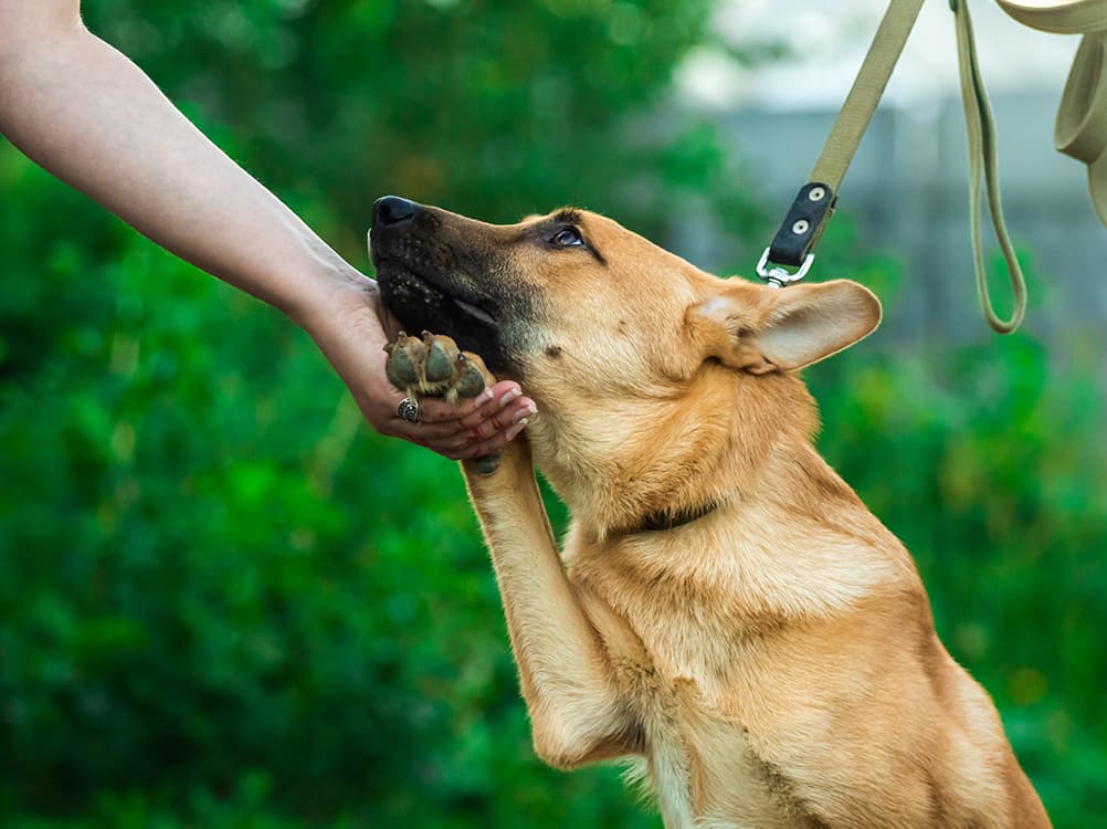 How to Help an Anxious Dog