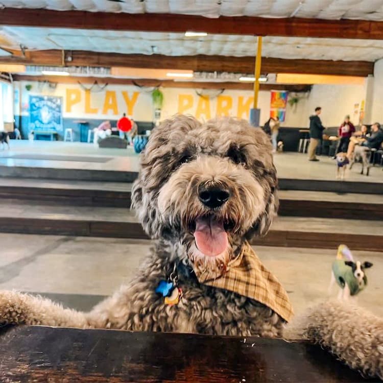 14 Indoor Dog Parks to Help Your Pup Get Through the Long Winter