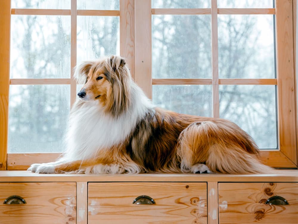 rough collie on bench