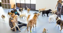 How to Choose a Doggy Daycare