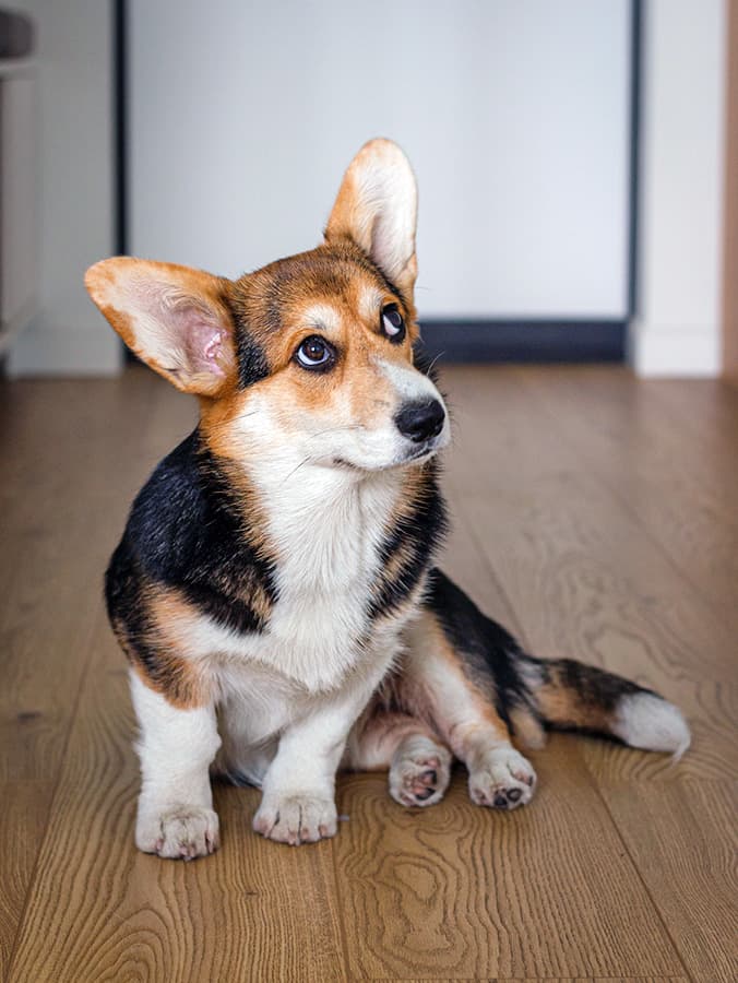 Become a Dog Whisperer by Understanding What Dog-Ear Positions Mean