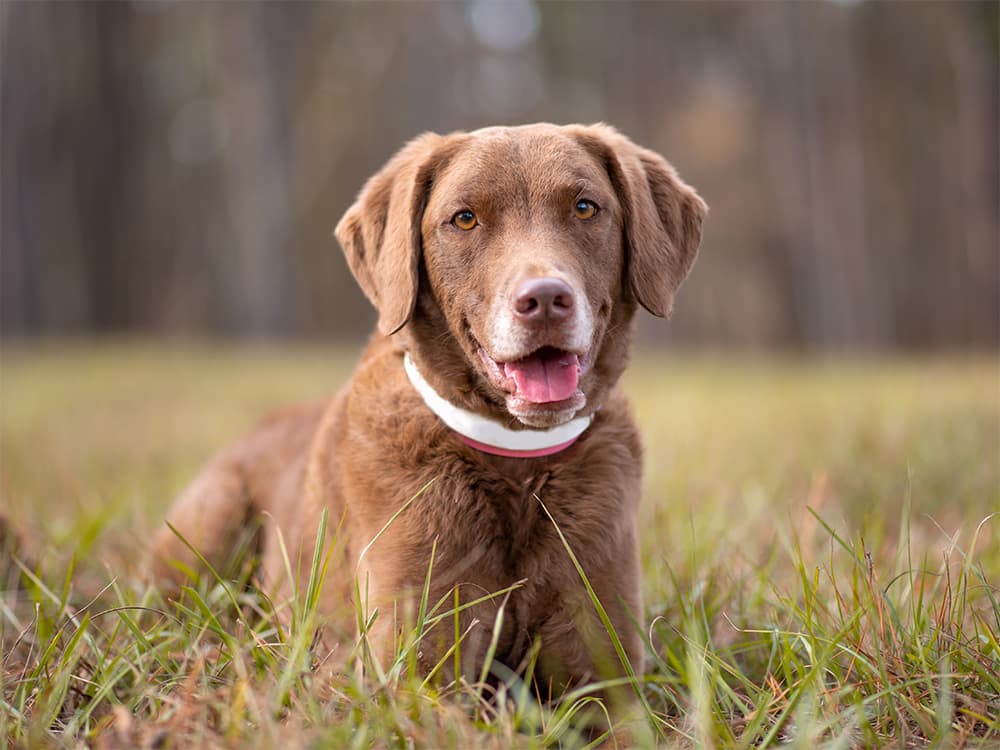 chesapeake bay retriever in grass
