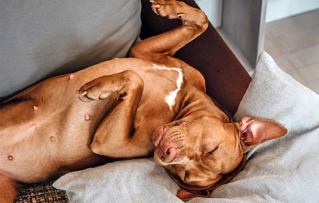 brown dog on bed lying down