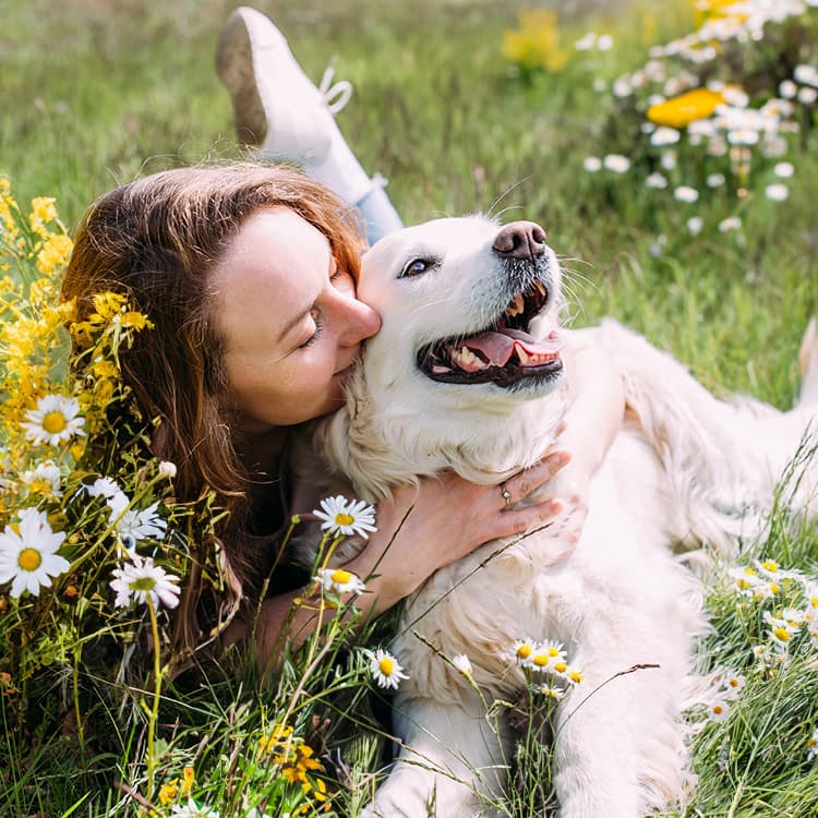 Are Daisies Toxic to My Dog?