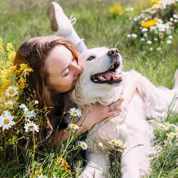 Are Daisies Toxic to My Dog?