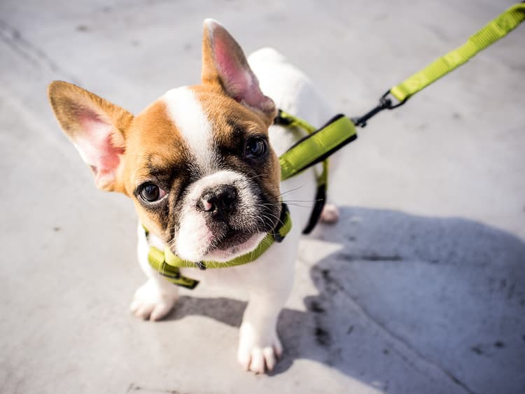 How to Protect Your Pet During LA’s Canine Crime Wave