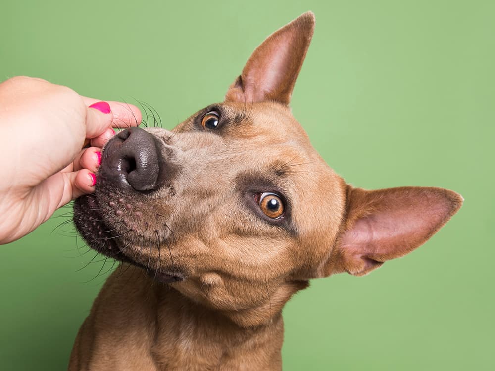 Sophie Gamand’s Secrets to Snapping Incredible Dog Pics