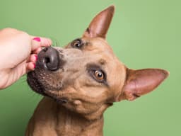 Sophie Gamand’s Secrets to Snapping Incredible Dog Pics