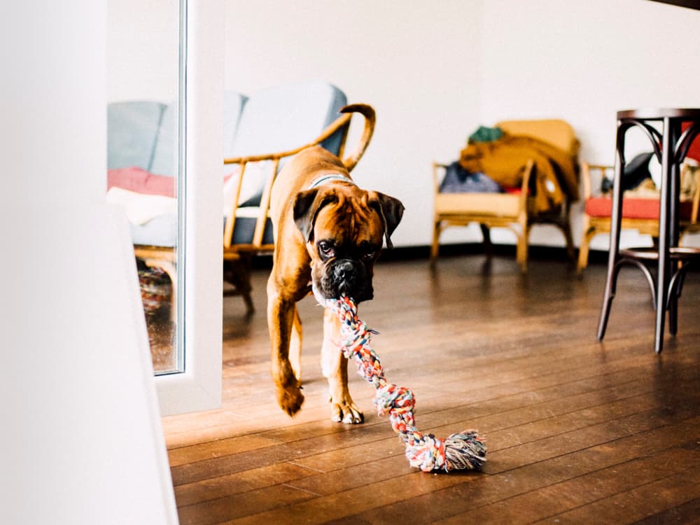 Cancer is More Common in Purebred Dogs, Study Says