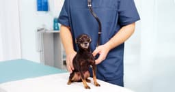 What Vaccines do Dogs Need?