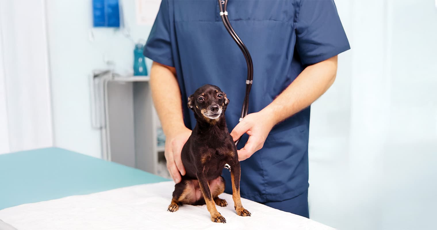 What Vaccines do Dogs Need?