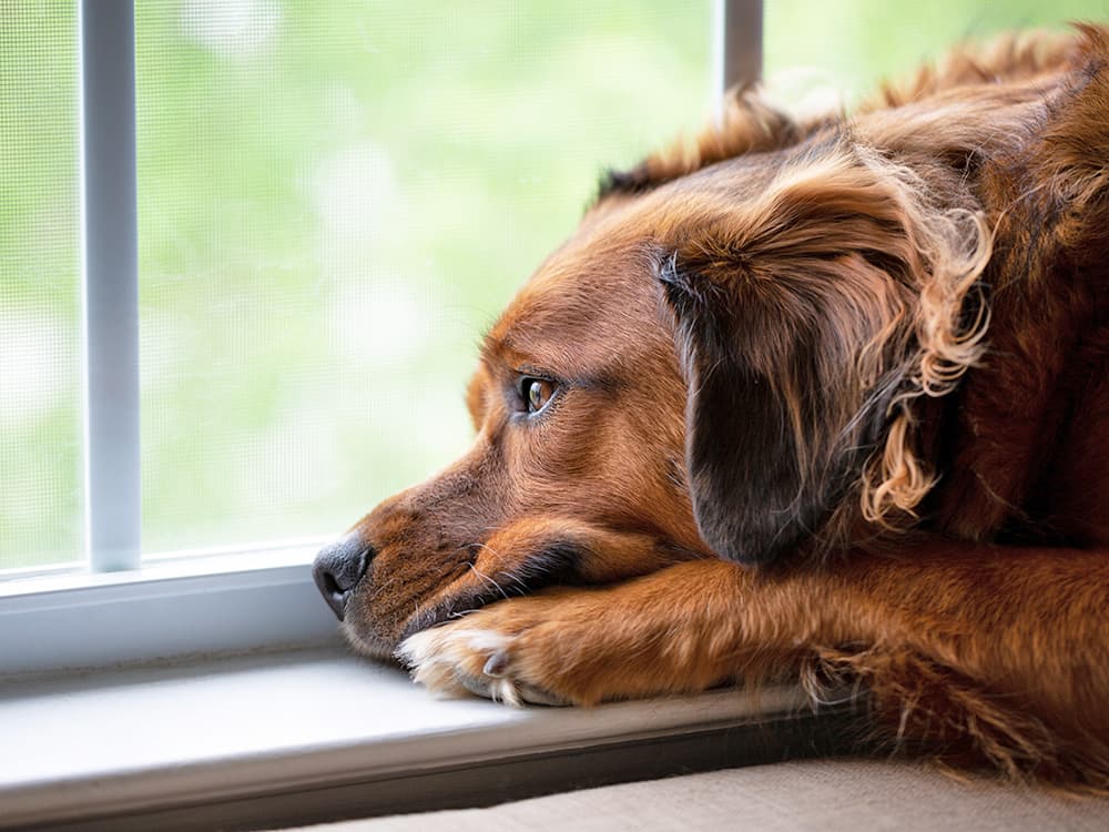 Pets Experience Empty-Nest Syndrome, Too