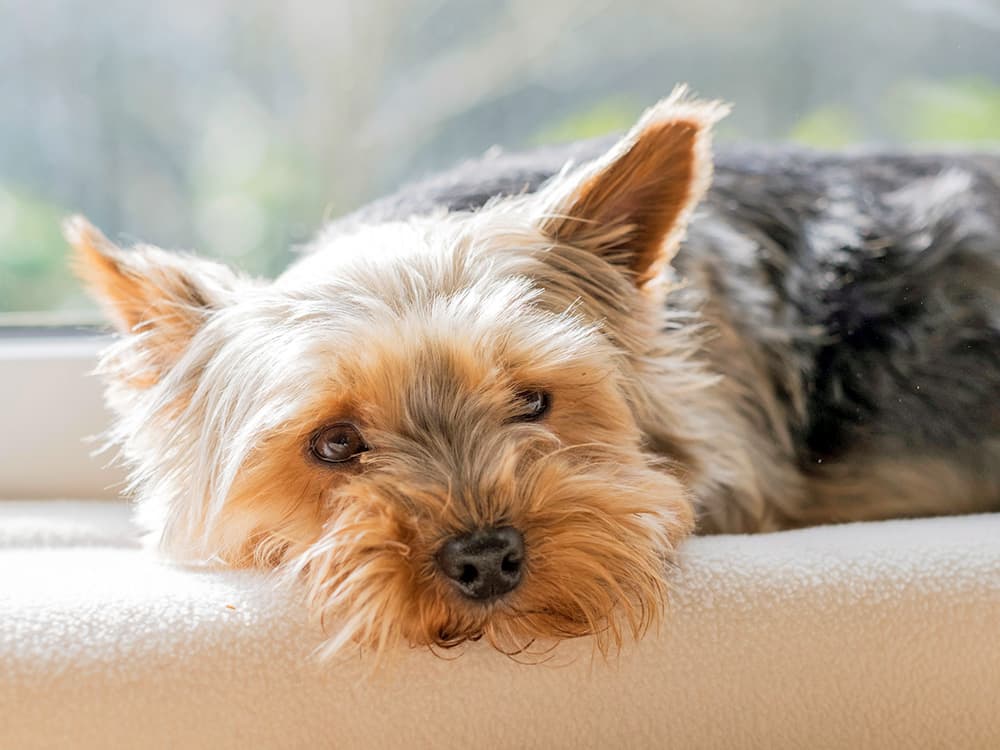 hypoallergenic yorkie on low pile carpet