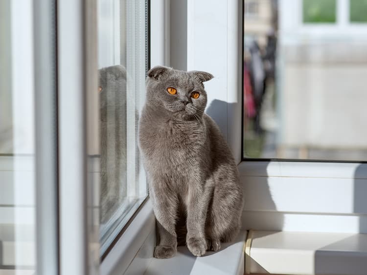 Should Your Cat Go to the ER?